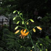 Nepera - inflorescence